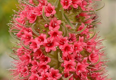 Echium wildpretii (5).jpg