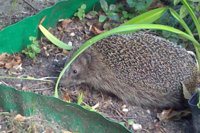 Igel.png