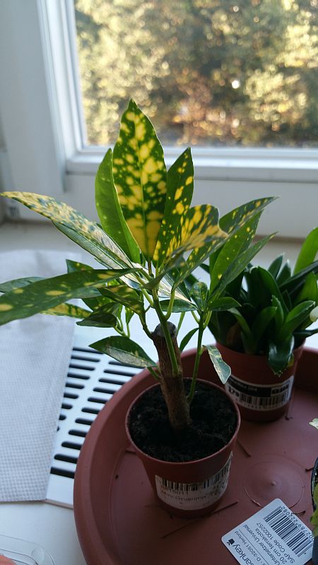 Mini-Grünmix Stämmchen - Kroton - Codiaeum variegatum · Pflanzenbestimmung  & Pflanzensuche · GREEN24 Pflanzen & Garten Forum