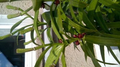 WP_20160817_003.jpg