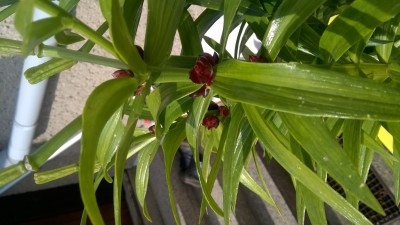 WP_20160817_005.jpg