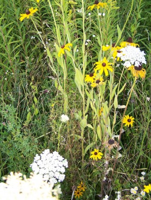 2016-08-04 003b.jpg