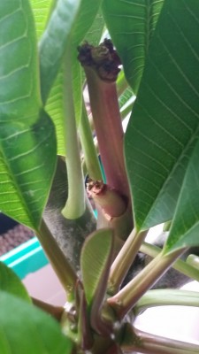 20160818_122537.jpg
