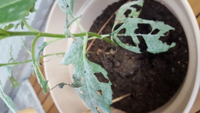 20160820_085911.jpg