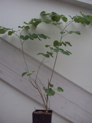 20160820 Orchideenbaum_1.jpg