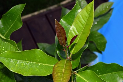2016-08-20_19-45-37.JPG