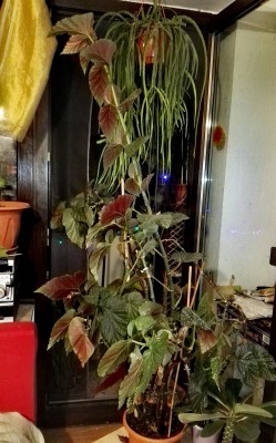 IMG_20160821_213929.jpg