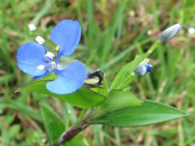 160430_chachapoyas_huancas_1_bluete.jpg