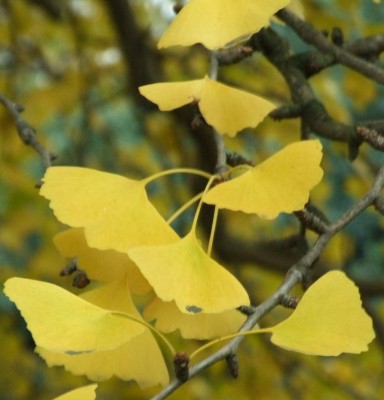DSCF1046.JPG