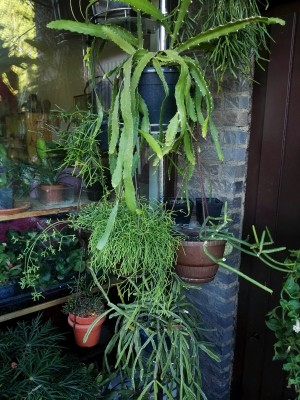 IMG_20160816_190216.jpg