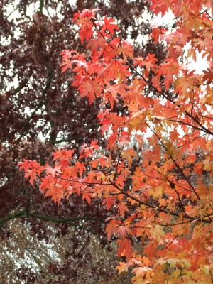 DSCF1039.JPG