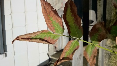 DSC_1396.JPG