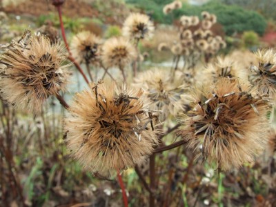 DSCF1033.JPG