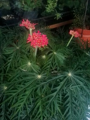 IMG_20160825_202913.jpg