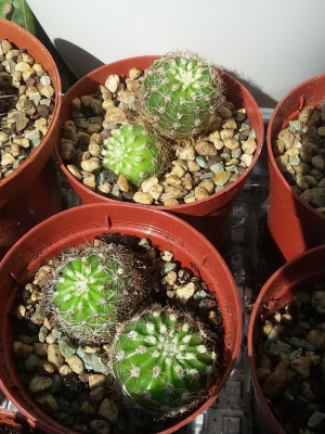 Echinospis Austrieb.jpg