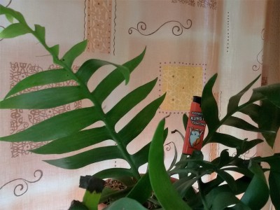 Selenicereus chrysocardium.jpg