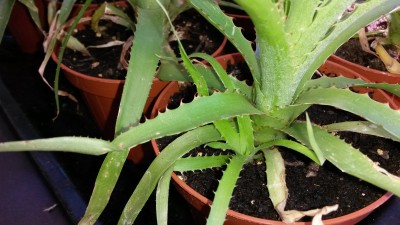 20160825_160905.jpg