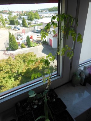 DSCN1702.JPG