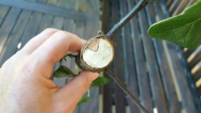 20160830_Querschnitt Haupttrieb (ca. 50cm über Boden).jpg