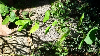 20160830_Habitus gesunder Stammtrieb (bodennaher Austrieb).jpg