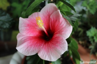 Hibiscus_weißrosa_2016_08_29 (1).JPG