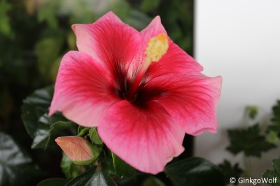 Hibiscus_weißrosa_2016_08_29 (2).JPG