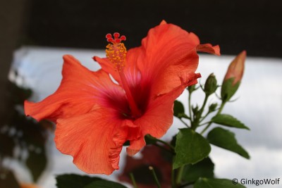 Hibiscus_orangerot_2016_08_22.JPG