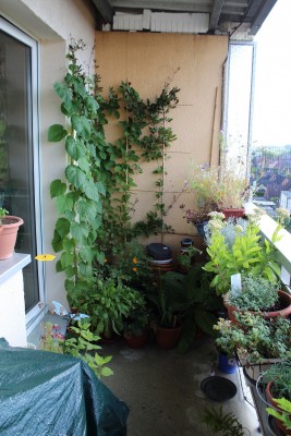 Balkon_2016_08_23 (2).JPG