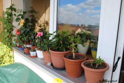 Balkon_2016_08_23 (5).JPG