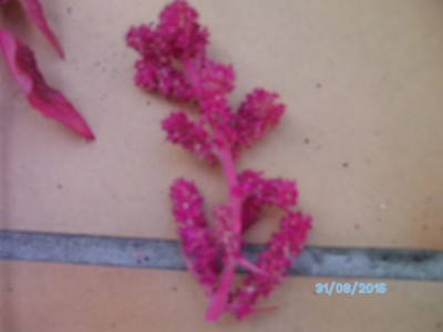 PICT0275.JPG