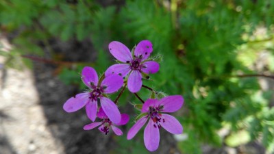 Unbekannt am Feldrand 2.jpg