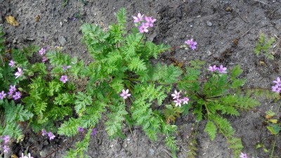 Unbekannt am Feldrand 3.jpg