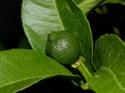 160718_citrus_limonia_borneo_frucht.jpg