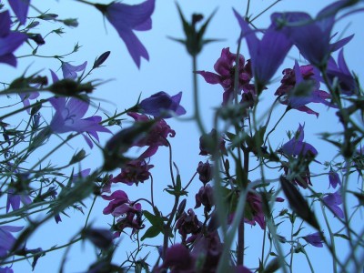 blue.JPG