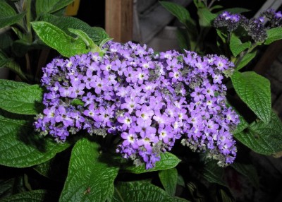 Vanilleblume (Heliotropium arborescens) 2016.JPG