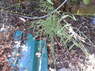 20160902_143525 Blume von Marijke (Small).jpg