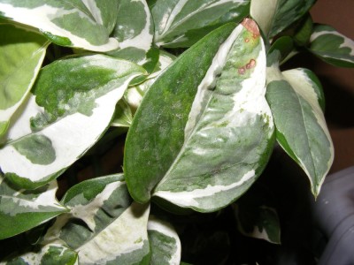 DSCF8260a.JPG