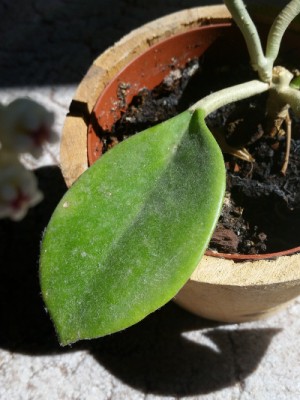 hoya.jpg