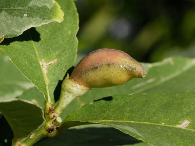 160907_citrus_medica_variegata_frucht.jpg
