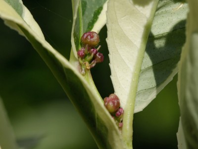 160907_citrus_medica_variegata_knospen.jpg