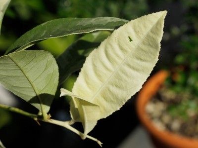 160907_citrus_medica_variegata_blatt.jpg