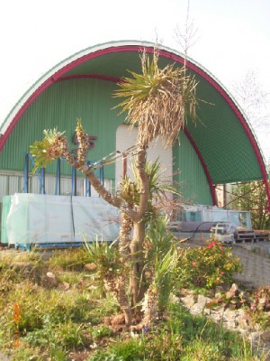 yucca2.jpg