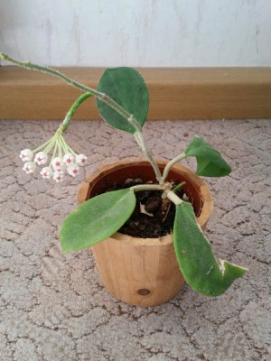 hoya-pflanze.jpg
