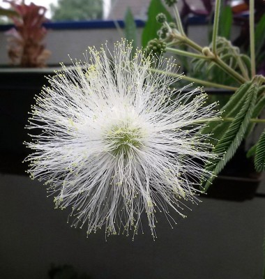 Calliandra portoricensis (2).jpg