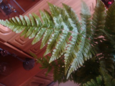 DSC02737a.jpg