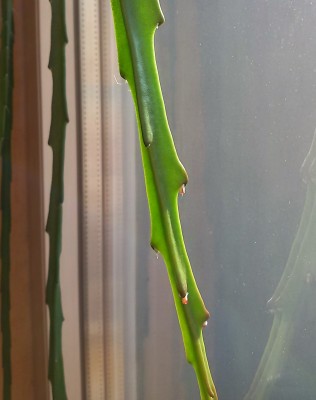 20160910_Disocactus.jpg
