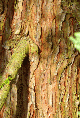 P1030545.gif