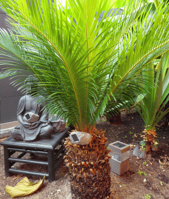 P1030514.gif