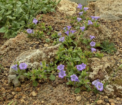 Campanula anchusiflora (1).jpg