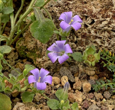 Campanula anchusiflora (2).jpg